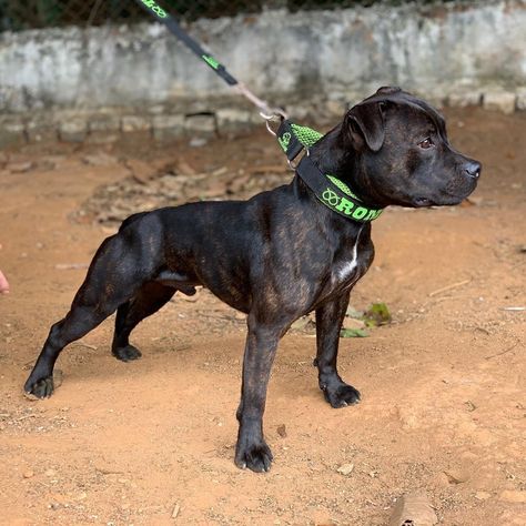 Dog Facility, Stafford Bull Terrier, English Staffy, Adopted Family, Staffy Dog, Bully Breed, Fit Dogs, Pitt Bull, Manchester Terrier