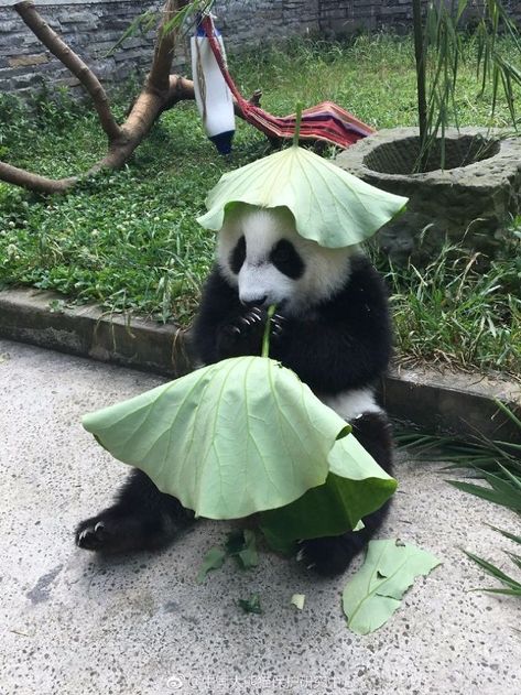 Panda Bear, Pandas