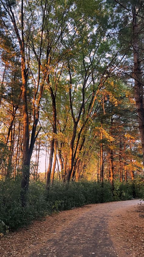 minnesota fall in october, walking trails Fall Post, Minnesota Fall, Fall Trees, Walking Trails, Autumn Trees, Minnesota, Road Trip, Trees, Walking