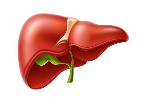 Realistic liver anatomy structure | Premium Vector #Freepik #vector #medical #health #science #human Human Liver Anatomy, Anatomy Structure, Liver Anatomy, Ox Bile, Liver Cleanse Diet, Bile Salts, Kidney Pain, Kidney Detox, Human Liver