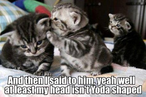 He's Right Behind Me, Isn't He? Awkward Animals, Kitten Quotes, Funny Kitties, Cat Shaming, Wow Photo, Cat Jokes, Adorable Kittens, Funny Jokes For Kids, Pet Rats