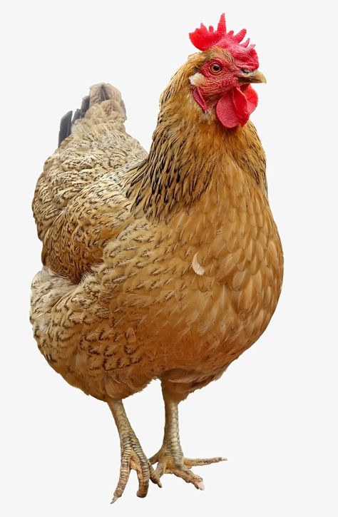 Chicken Images, Chicken Drawing, Chicken Pictures, Fancy Chickens, Animal Cutouts, Rooster Painting, Beautiful Chickens, Laying Hens, Hen Chicken