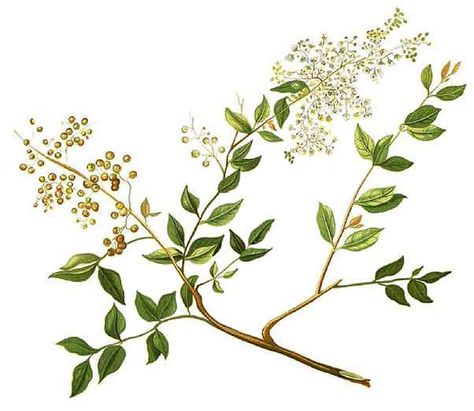 Distribution - Cultivated for ornamental purposes for its fragrant flowers and as hedge. - Scarcely naturalized. - Native of East Africa or India. Henna Logo, Henna Tree, Bronzing Oil, Henna Leaves, Drawing Study, Henna Plant, Fragrant Flowers, Plant Illustration, Health Articles