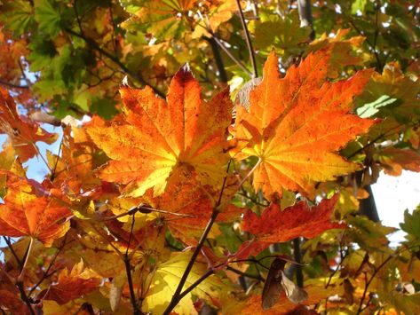 Vine Maple, Fall Themes, Autumn Blessings, Autumnal Equinox, Maple Trees, Maple Tree, Fall Pictures, Days Of The Year, Favorite Season