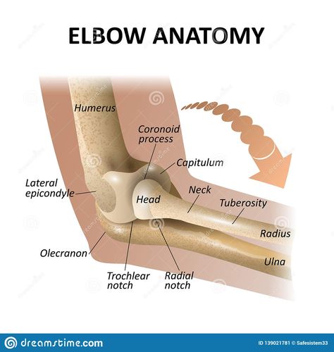 Illustration about Anatomy of the elbow joint, medical education background, isolate model mockup for posters. Vector illustration as a template for banners. Illustration of body, bones, joint - 139021781 Elbow Anatomy, Joints Anatomy, Education Background, Body Bones, Medical Education, Poster Mockup, Head And Neck, Art Tips, Anatomy