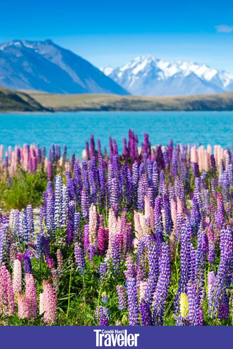 At Lake Tekapo on South Island, New Zealand, purple-, pink-, and blue-hued lupin flowers juxtapose against the bright backdrop of the water. These flowers bloom from late November to early January, which is the end of spring in the Southern Hemisphere. Pictures Of Spring Flowers, Lupine Flowers, End Of Spring, Dartmoor National Park, New Zealand South Island, Spring Pictures, Types Of Roses, Flower Landscape, Open Spaces