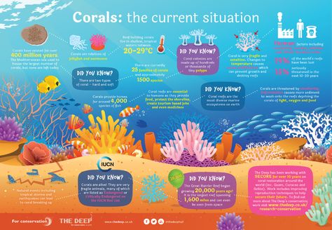 5 Amazing Facts About Coral Reefs | ReefCI Coral Reef Bleaching, Coral Reef Ecosystem, Ocean Projects, Coral Reef Aquarium, Coral Bleaching, Save Our Oceans, Information Poster, Marine Biologist, Marine Conservation