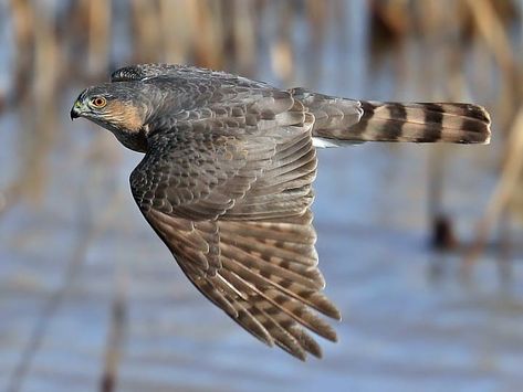 Types Of Hawks, Tallgrass Prairie National Preserve, Hawk Photos, Sharp Shinned Hawk, Birds Photography Nature, Raptors Bird, Cooper's Hawk, American Kestrel, Birds Of Prey