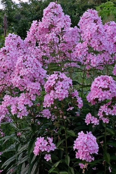 Phlox Plant, Clematis Trellis, Phlox Flowers, Phlox Paniculata, Hummingbird Plants, Pollinator Plants, Clematis Flower, Herbaceous Border, Cottage Garden Plants