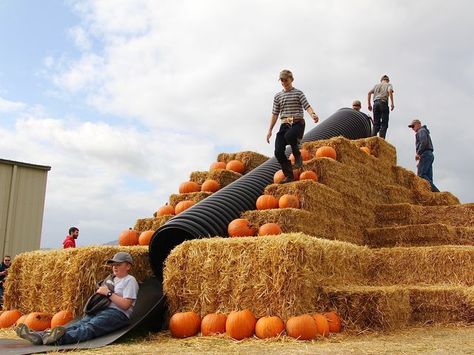 Pumpkin Patch Business, Pumpkin Patch Corn Maze, Pumpkin Patch Kids, Pumpkin Patch Farm, Pumpkin Patch Party, Hay Rides, Cute Pumpkin Carving, Fall Harvest Party, Straw Art