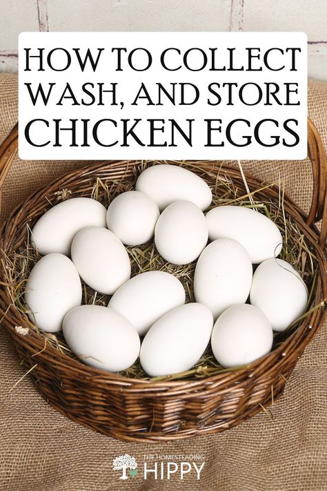 How To Store Chicken Eggs, Chicken Eggs Collecting, How To Wash Chicken Eggs, Collecting Chicken Eggs, Collecting Eggs From Chickens, Selling Chicken Eggs, Raising Chickens Diy, Comfort Lifestyle, Egg Facts