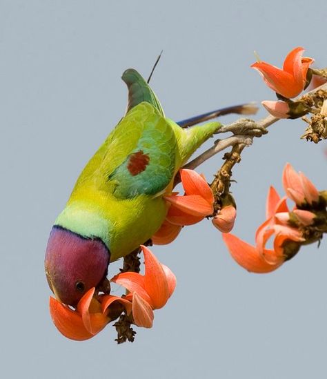 Plum-headed parakeet feasting on Palash flowers. Palash Flower Photography, Palash Flower Painting, Palash Flower, Medicinal Trees, Colorful Creatures, Flower On Head, Sunset Painting Acrylic, Affirmation Board, Doraemon Cartoon