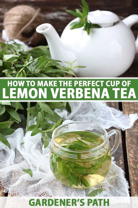 Lemon Verbena Recipes, Lemon Verbena Tea, Tea Blends Recipes, Lemon Balm Tea, Medicinal Herbs Garden, Medicinal Tea, Holistic Recipes, Dried Lemon, Herbal Recipes