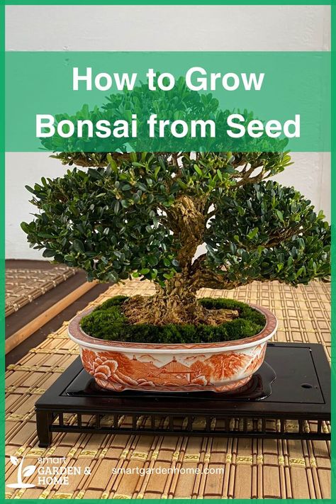 Start your bonsai journey from seed and experience the joy of nurturing a tree from the very beginning. Use quality seeds, follow proper soil preparation, and apply stratification techniques to ensure growth. Your patience will be rewarded with a stunning bonsai. Discover the complete guide at Smart Garden and Home. Bonsai From Seed, How To Grow Bonsai, Bonsai Fertilizer, Bonsai Kit, Houseplants For Beginners, Bonsai Pruning, Best Houseplants, Bonsai Tree Types, Bonsai Care