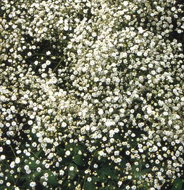 "Baby's Breath Zones 4-9, With its loose, billowy panicles of tiny single or double pink or white flowers, baby's breath provides a lightness and airiness to flower gardens. The creeping forms drape beautifully over rock walls. After bloom time, shear the plants to deadhead and for neatness. Plants prefer sweet (alkaline) soils with full sun and excellent drainage. Gypsophila Elegans, Tiny White Flowers, Sea Holly, Babies Breath, Moon Garden, Have Inspiration, Tall Plants, White Gardens, Baby's Breath