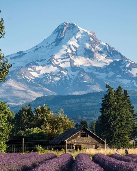 Oregon Living Aesthetic, Portland Oregon Aesthetic, Houses In Oregon, Oregon Houses, Oregon Desert, Oregon Farm, Oregon Scenery, Oregon Spring, Oregon Vineyards