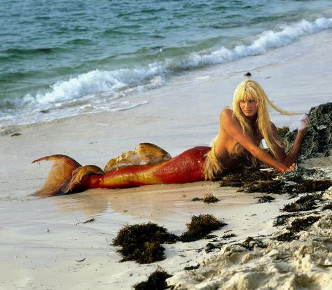 Splash Splash Movie, Orange Mermaid, Mermaid Movies, Jacques Cousteau, Daryl Hannah, Mermaid Photos, Mermaid Lagoon, Mermaid Pictures, Best Disney Movies