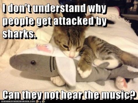 I don't understand... https://cheezburger.com/9212271872 Shark Bedding, Cat Shark, Shark Costumes, Cheezburger Cat, Shark Week, Kittens Funny, Funny Cat Memes, The Funny, Silly Cats