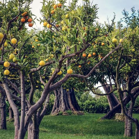 It's #citrus season in #sicily - this pretty little grove was packed with orange lemon lime & olive trees! Citrus Trees Landscape, Lemon Grove, Lime Tree, Citrus Trees, Olive Trees, December 8, New Earth, Olive Tree, Landscape Trees