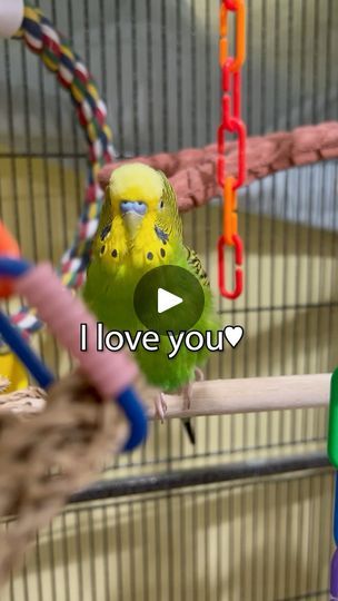 19K views · 6K reactions | I Love You! - Boba the Budgie - Talking Parakeet #talkingparakeet #parakeets #budgiestagram #budgie #budgielove #budgielife #budgiebird #parakeetsofinstagram #parakeetlover #talkingbudgie #budgiesounds | Boba the Budgie | Tollan Kim · Aesthetic Budgie Aesthetic, Parakeet Talking, Kim Aesthetic, Budgies Bird, Parakeets, I Love You, Love You, Birds, I Love