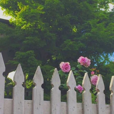 Classic Asethic, Blue Moon Rose, Gossamer Wings, White Picket Fence, Garden Aesthetic, Aesthetic White, Cottage Life, Different Aesthetics, Modern Fantasy