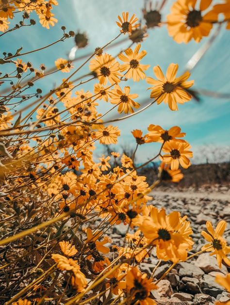 desert aesthetic, yellow, yellow flowers, golden yellow Yellow Western Aesthetic, Desert Aesthetic, Aesthetic Yellow, Floral Aesthetic, Desert Flowers, Western Aesthetic, Golden Yellow, Yellow Flowers, Art Inspiration