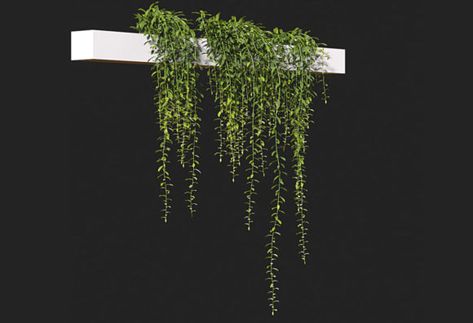 High quality Curtain Creeper 3D Plant Model free download. All textures and maps are included. Formats: Cinema 4D (.c4d Corona... Curtain Creeper, Creeper Plants, Scene Animation, Board Architecture, Concept Board Architecture, Creepers Plants, Heather Plant, Living Room Plants, Corner Sofa Set