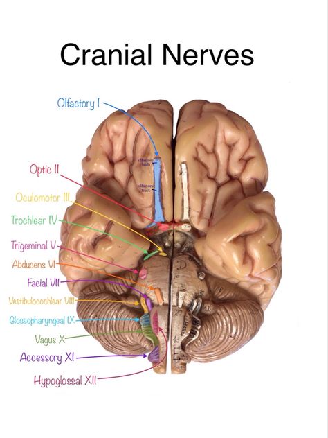 Human Brain Anatomy, Med School Study, Brain Models, Radiology Student, Medical School Life, Nursing School Motivation, Basic Anatomy And Physiology, Biology Facts, Medical Student Study