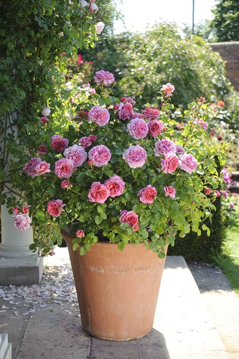 Successful Container Roses - Florissa | Flowers, Roses, Fruits & More Roses In Containers, Container Roses, Container Garden Design, نباتات منزلية, Hardscape Design, Container Gardening Flowers, Growing Roses, David Austin Roses, Garden Containers