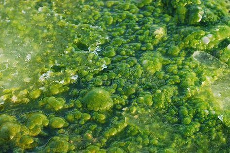 Algae. Green algae bubbles with ice , #sponsored, #Green, #Algae, #algae, #ice, #bubbles #ad Pool Algae, Nitrogen Fixation, Blue Green Algae, Aquatic Ecosystem, Sustainable Technology, Green Algae, Photosynthesis, Plant Life, Botany