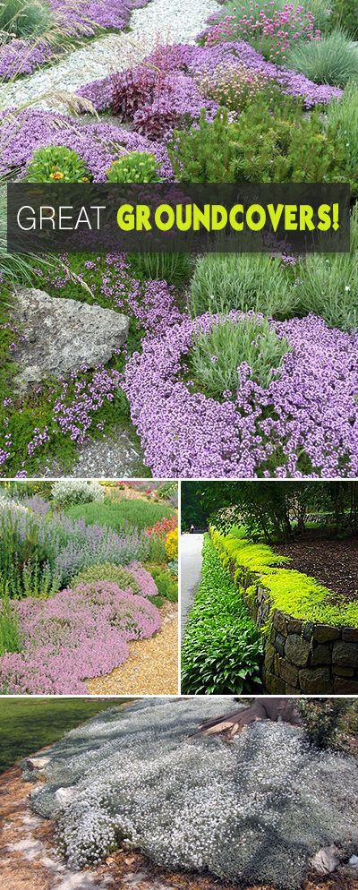 Great Groundcovers! • The Garden Glove Ground Covers, Garden Wallpaper, Garden Shrubs, Ground Cover Plants, Have Inspiration, Hydroponic Gardening, Plants And Flowers, Ground Cover, Drought Tolerant