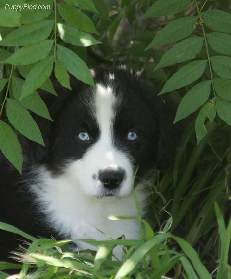 Australian Shepherd with blue eyes Border Collie With Blue Eyes, Border Collie Blue Eyes, Dog Goals, Blue Eyed Dog, English Shepherd, Miniature Australian Shepherd, Puppy Time, Australian Shepherd Puppy, Australian Shepherd Puppies