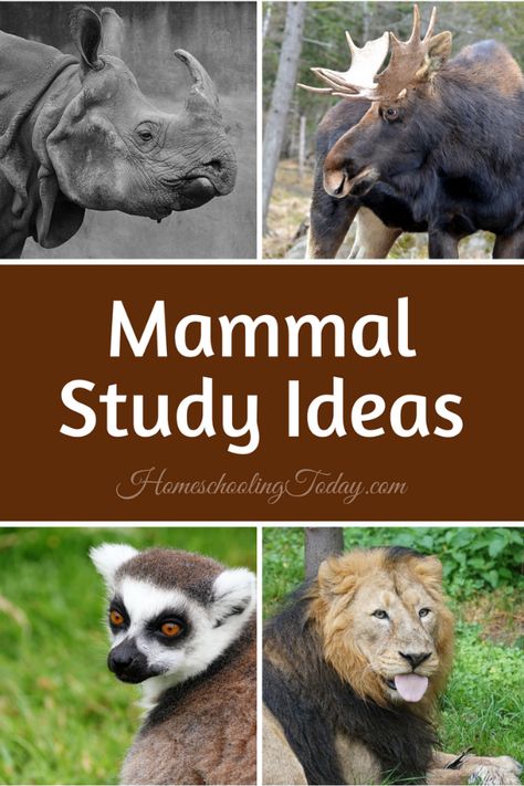 Mammal Activities For Kids, Mammal Unit Study, Zoology Career, Worksheet First Grade, Animal Unit Study, Mammals Activities, Kiddie Academy, Mammals Animals, Montessori Science