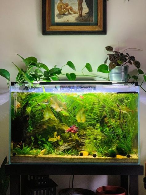 Fish tank Aesthetic Fish Tank Ideas, Fish Tank Aesthetic, Cool Fish Tank Decorations, Fish Tank Themes, Aquarium Garden, Taman Air, Fish Tank Terrarium, Diy Fish Tank, Cool Fish Tanks