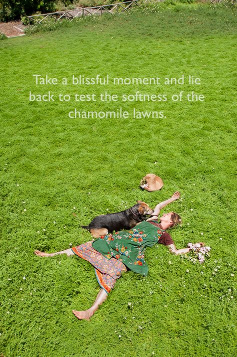 Chamomile Lawn, Lawn Alternatives, Book Writing, Garden Cottage, Ground Cover, Lawn And Garden, The Grass, Lovely Things, Permaculture