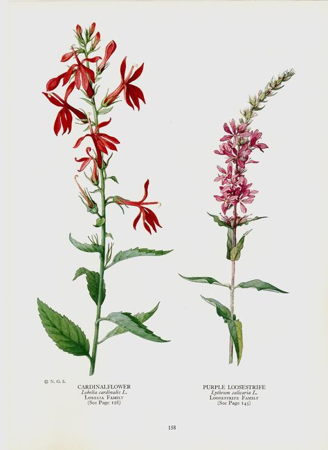 Lámina Lobelia Cardinalis, Purple Loosestrife, Cardinal Flower, Sensitive Plant, Australian Native Flowers, Botanical Drawings, African Violets, Lily Of The Valley, Botanical Illustration