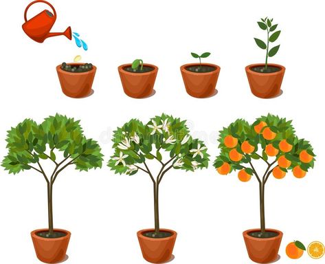 Plant growing from seed to orange tree. Life cycle plant stock illustration Orange Tree Illustration, Plant Lap Book, Seed Illustration, Tree Life Cycle, Tree Growth, Montessori Toddler Activities, Plant Growing, Orange Tree, Growing Seeds