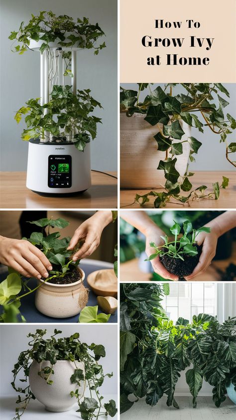 Transform your home with beautiful, cascading ivy! This easy guide covers everything you need to know about growing and caring for ivy indoors, from light and watering needs to pruning and propagation. Perfect for adding a touch of nature to any space! 🌿🏡 #IndoorGardening #SmartPlantTips #GrowIvy #SmartGardening #IndoorGreenery Plant Store, Air Purifying Plants, Lush Greenery, Home A, How To Grow, Beginners Guide, To Grow, Ivy, Lush