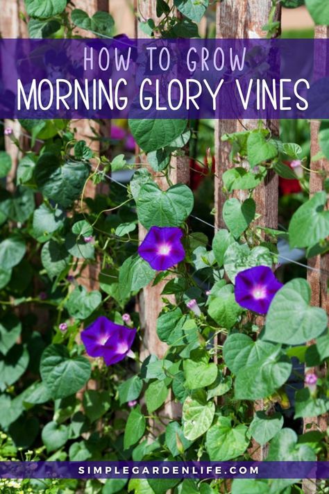 How To Grow Morning glory Vines by simplegardenlife.com Aesthetic Morning Quotes, North Carolina Gardening, Growing Zinnias From Seed, Climbing Flowering Vines, Raised Veggie Gardens, Morning Glory Plant, Himalayan Blue Poppy, Flower Planting Guide, Morning Aesthetics