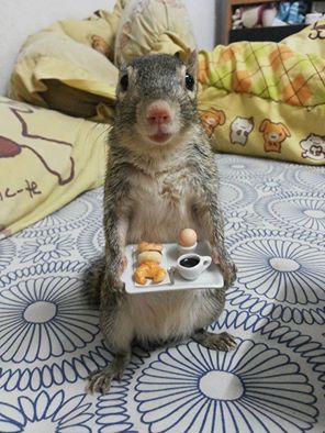 Squirrel Pictures, Squirrel Funny, Good Morning My Love, A Squirrel, Cute Squirrel, Cat Treats, Chipmunks, 귀여운 동물, Cute Funny Animals