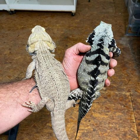 Fat Bearded Dragon, Black Bearded Dragon, Bearded Dragon Outfits, Dragon Refrences, Bearded Dragon Aesthetic, White Bearded Dragon, Bearded Dragon Morphs, Bearded Dragon Enclosure Ideas, Fancy Bearded Dragon