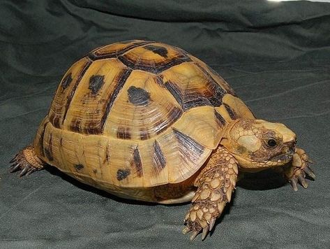 golden greek for sale Greek Tortoise, Russian Tortoise Diet, Red Footed Tortoise, Tortoise Food, Russian Tortoise, Tortoise Care, Desert Tortoise, Galapagos Tortoise, Giant Tortoise