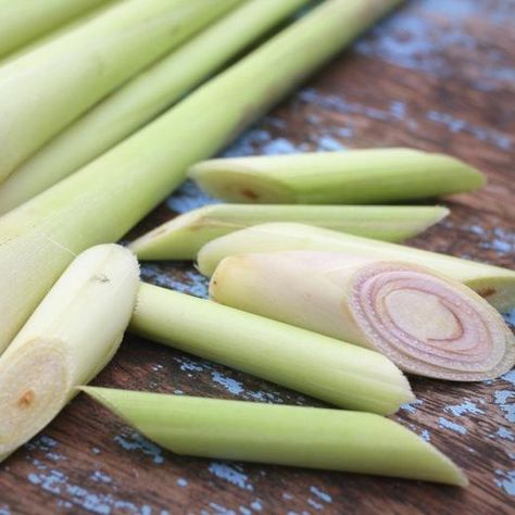 Use the lemongrass stalks to make essential oil by the cold- or hot-infusion method. Lemongrass Recipes, Lemongrass Soup, Lemongrass Plant, Homemade Essential Oils, Lemongrass Tea, Making Essential Oils, Pear Juice, Lemongrass Oil, Lemongrass Essential Oil