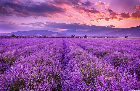 eQuilter Lavender Fields - Sunset - 28" x 44" PANEL - DIGITAL PRINT Outdoor Herb Garden, Lavender Seeds, Field Wallpaper, Growing Lavender, Zero Wallpaper, Lavender Aesthetic, English Lavender, Lavender Farm, Lavender Plant