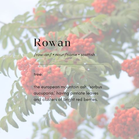 Rowan Name Meaning, Rowan Name, Fem Names, Talking Flowers, Rowan Tree, Mountain Ash, Writing Prompt, Name Meaning, All About Plants