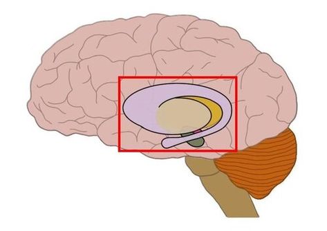 basal ganglia (within red square). Oliver Sacks Books, Caudate Nucleus, Nucleus Accumbens, Ocd Symptoms, Brain Models, Basal Ganglia, Deep Brain Stimulation, Tourettes Syndrome, Peripheral Nervous System