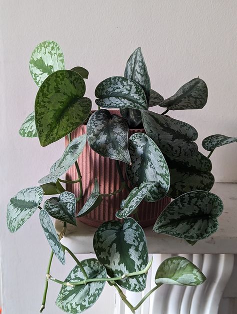 1.5x round the sun Satin Pothos - Devils Ivy Link #satinpothos #pothos #design #houseplants #easycare #plants #ivy #devilsivy #desinger #link #leaf #plant Pothos Design, Satin Pothos, Scindapsus Pictus, Devils Ivy, Well Images, Leaf Plant, House Plants Indoor, Plant Mom, House Plant