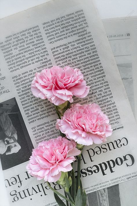 Claveles Rosados El Día De La Madre Fondos Pink Carnations, Carnation Flower, Flower Therapy, Pink Vibes, Pretty Photos, Pink Aesthetic, Beautiful Wallpapers, Cute Pink, Pretty Flowers