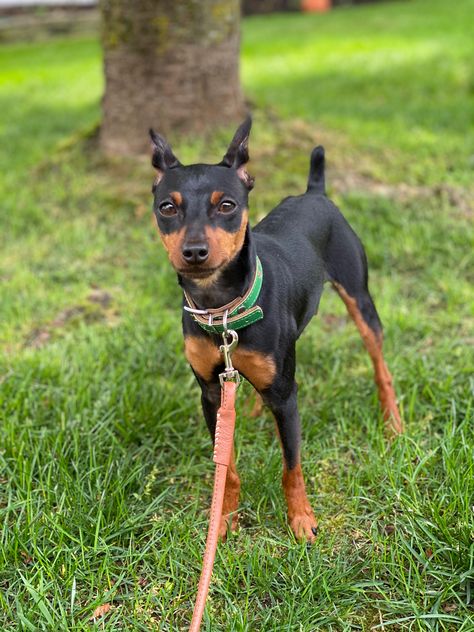 Mini Pinscher, min pin, dog, puppy Minature Pincher, Miniature Doberman Pinscher, Miniature Pincher, Miniature Doberman, Mini Doberman, Miniature Pinscher Dog, German Pinscher, Mini Pinscher, Min Pins