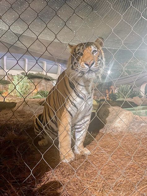 #lsu#louisiana#louisianasaturdaynight#lsugameday#lsufootball#tigers#lsutigers#secfootball#sec#mike#mikethetiger Geaux Tigers, The Tiger, Louisiana, Tigers, Quick Saves